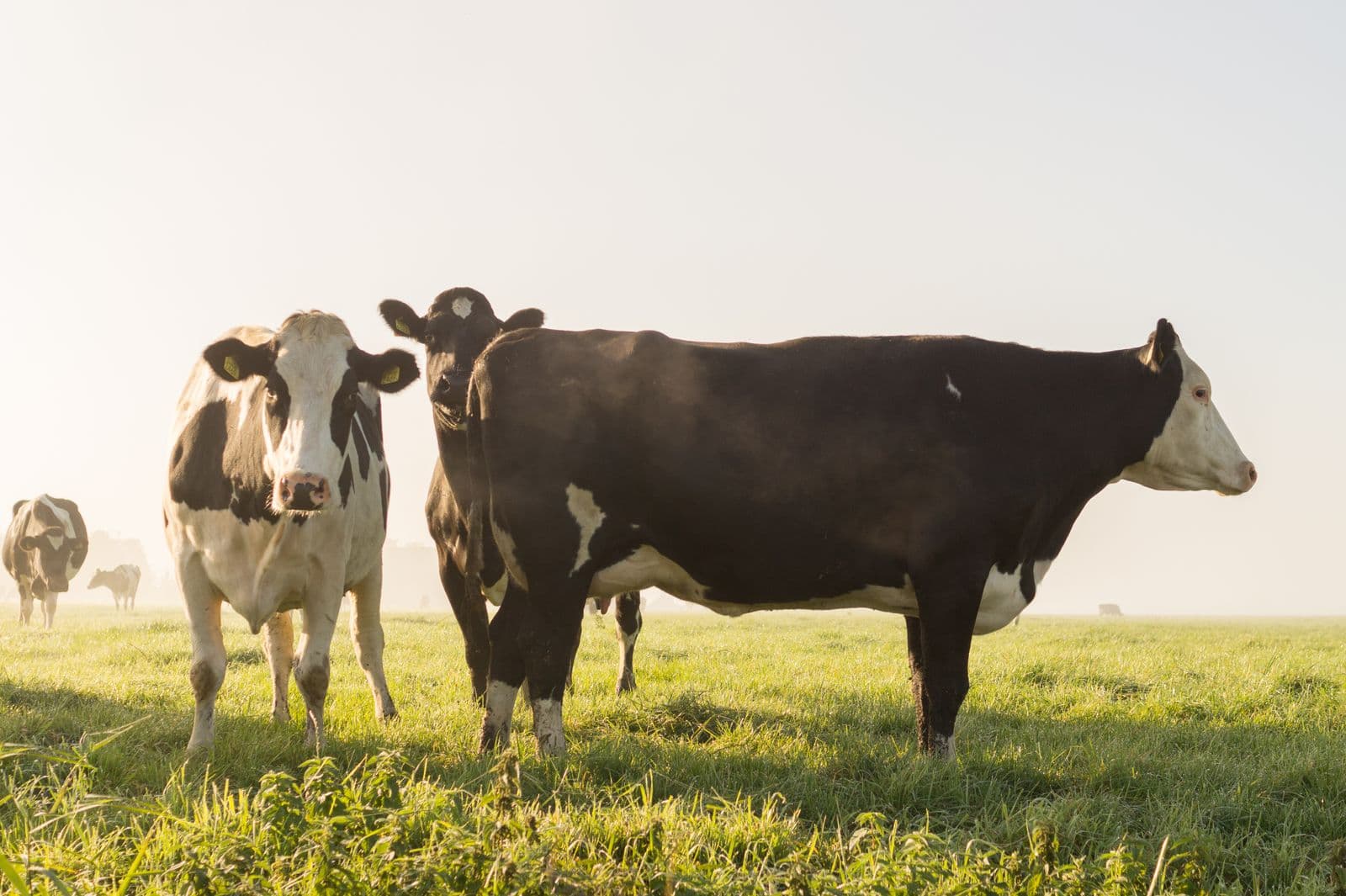 Dairy & Food Production — sample listing image 1